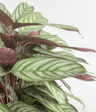 Load image into Gallery viewer, ALL