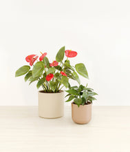 Load image into Gallery viewer, Rose Petal