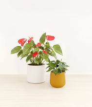 Load image into Gallery viewer, Tiger Lily