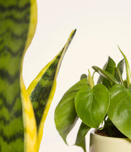 Load image into Gallery viewer, ALL