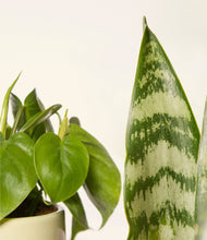 Load image into Gallery viewer, ALL