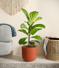 Load image into Gallery viewer, Earth Red