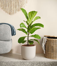 Load image into Gallery viewer, Natural Bamboo