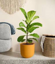 Load image into Gallery viewer, Sunset Orange