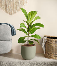 Load image into Gallery viewer, Sage Green