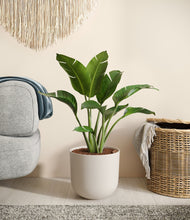 Load image into Gallery viewer, Natural Bamboo