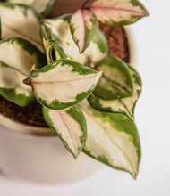 Load image into Gallery viewer, ALL