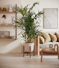 Load image into Gallery viewer, Sandy Pink stand:walnut