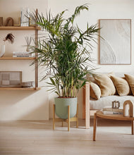 Load image into Gallery viewer, Sage Green stand:bamboo