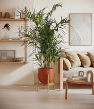 Load image into Gallery viewer, Earth Red stand:bamboo