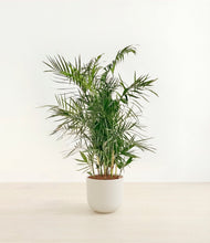 Load image into Gallery viewer, Natural Bamboo*****Profile