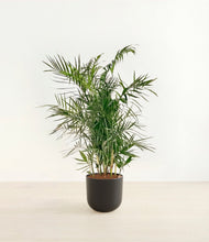 Load image into Gallery viewer, Stone Black*****Profile