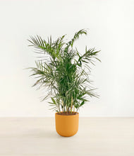 Load image into Gallery viewer, Sunset Orange*****Profile