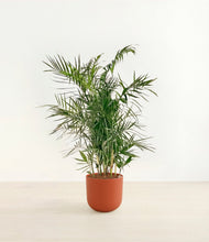 Load image into Gallery viewer, Earth Red*****Profile