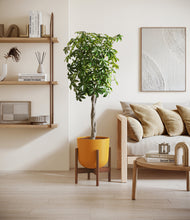 Load image into Gallery viewer, Sunset Orange stand:walnut