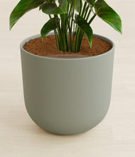 Load image into Gallery viewer, Sage Green stand:all