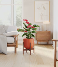 Load image into Gallery viewer, Earth Red stand:walnut