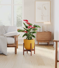 Load image into Gallery viewer, Sunset Orange stand:walnut