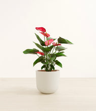 Load image into Gallery viewer, Natural Bamboo*****Profile
