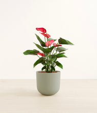 Load image into Gallery viewer, Sage Green*****Profile