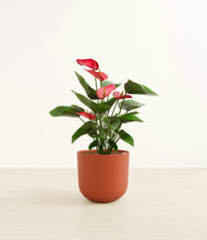 Load image into Gallery viewer, Earth Red*****Profile