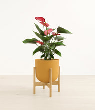 Load image into Gallery viewer, Sunset Orange stand:bamboo