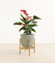Load image into Gallery viewer, Sage Green stand:bamboo