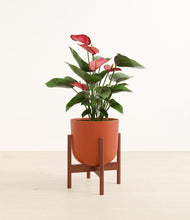 Load image into Gallery viewer, Earth Red stand:walnut