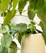 Load image into Gallery viewer, ALL