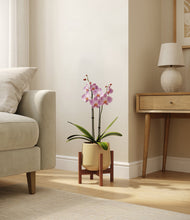 Load image into Gallery viewer, Almond Green stand:walnut