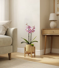 Load image into Gallery viewer, Almond Green stand:bamboo