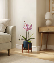 Load image into Gallery viewer, Deep Navy stand:walnut