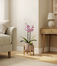 Load image into Gallery viewer, Deep Navy stand:bamboo