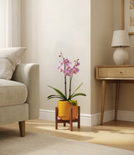 Load image into Gallery viewer, Mustard stand:walnut