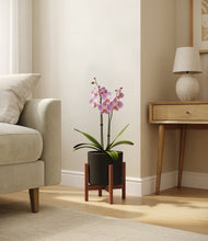 Load image into Gallery viewer, Black stand:walnut