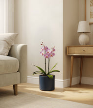 Load image into Gallery viewer, Deep Navy