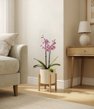 Load image into Gallery viewer, Cream stand:bamboo