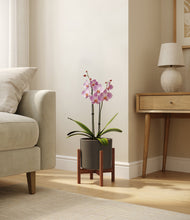 Load image into Gallery viewer, Dark Olive stand:walnut