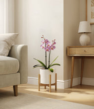 Load image into Gallery viewer, White stand:bamboo