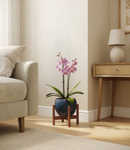 Load image into Gallery viewer, Deep Navy stand:walnut