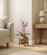 Load image into Gallery viewer, Desert Brown stand:walnut