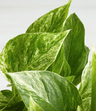 Load image into Gallery viewer, ALL