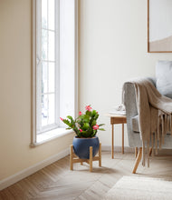 Load image into Gallery viewer, -