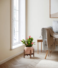 Load image into Gallery viewer, -