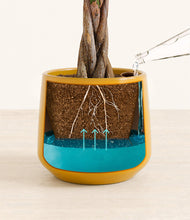 Load image into Gallery viewer, Mustard