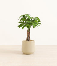 Load image into Gallery viewer, Almond Green*****Profile