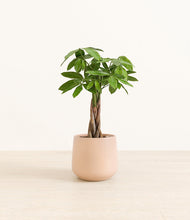 Load image into Gallery viewer, Gentle Pink*****Profile