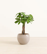 Load image into Gallery viewer, Desert Brown*****Profile