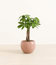 Load image into Gallery viewer, Calm Rose*****Profile