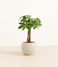 Load image into Gallery viewer, Shiny EggWhite*****Profile